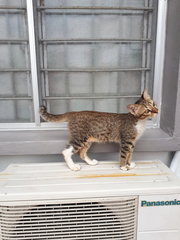 Cool Bb - Domestic Short Hair Cat