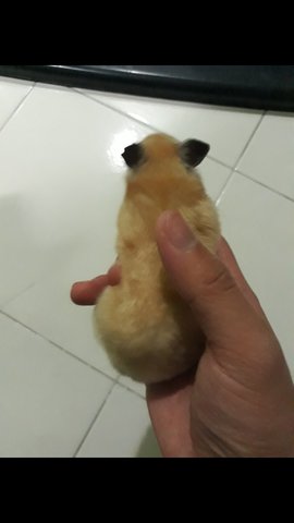 Syrian Hamster - Syrian / Golden Hamster Hamster