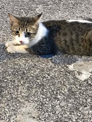 Honey - Domestic Short Hair Cat