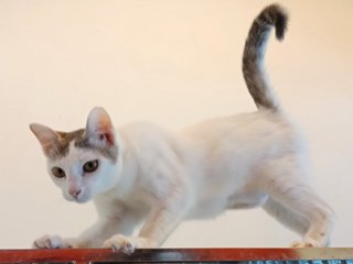 Whitty - Domestic Short Hair Cat