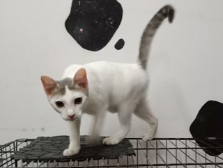 Whitty - Domestic Short Hair Cat