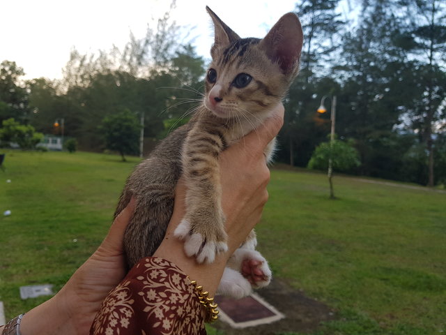 Romeo And Juliet - Domestic Short Hair Cat