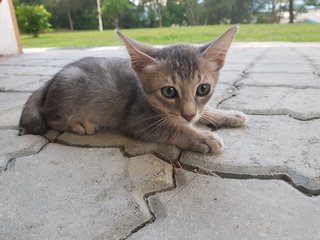 Romeo And Juliet - Domestic Short Hair Cat