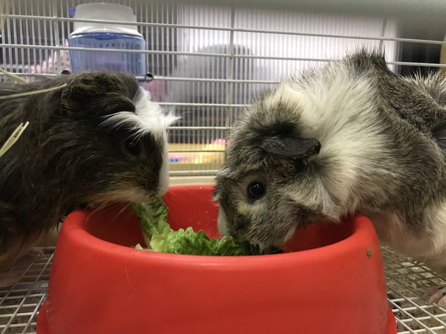 Oreo &amp; Munchy - Guinea Pig Small & Furry