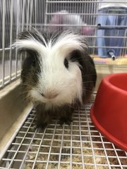 Oreo &amp; Munchy - Guinea Pig Small & Furry