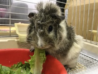 Oreo &amp; Munchy - Guinea Pig Small & Furry