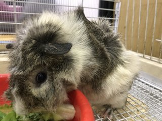 Oreo &amp; Munchy - Guinea Pig Small & Furry