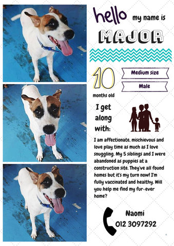 Major - Mixed Breed Dog