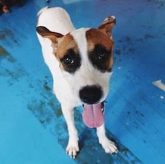 Major - Mixed Breed Dog