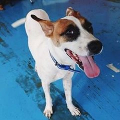 Major - Mixed Breed Dog