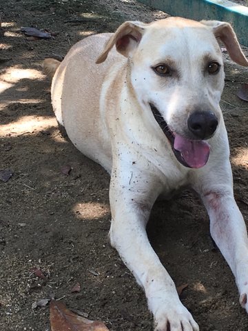 Lucky - Mixed Breed Dog