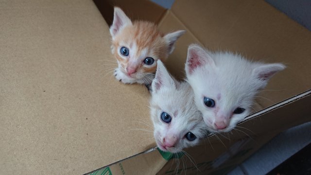 Cat With 3 Kittens - Domestic Short Hair Cat