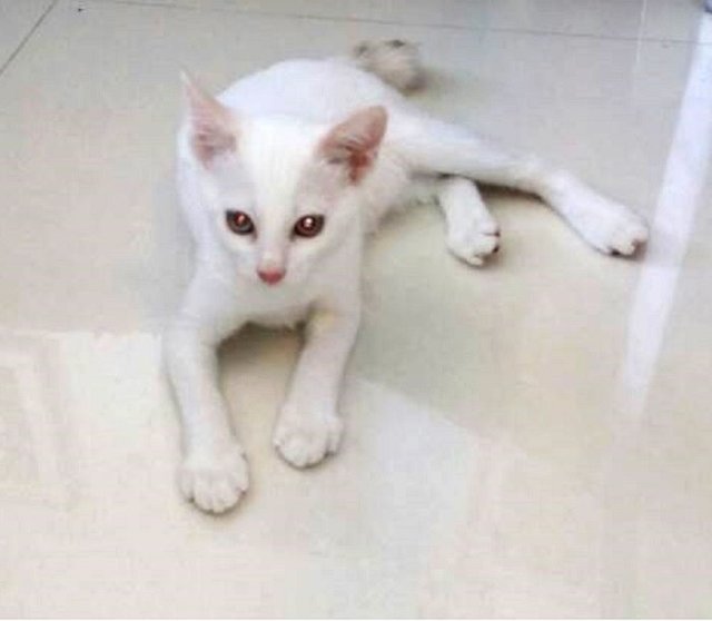 Kitty - Bobtail + Dilute Calico Cat