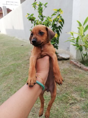 No Name - Miniature Pinscher Dog