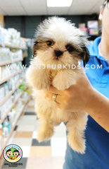 Quality Shih Tzu Pu1ps - Shih Tzu Dog