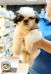 Quality Shih Tzu Pu1ps - Shih Tzu Dog