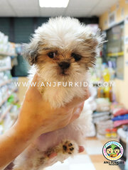 Quality Shih Tzu Pu1ps - Shih Tzu Dog