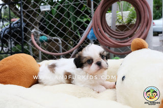 Quality Shih Tzu Pu1ps - Shih Tzu Dog