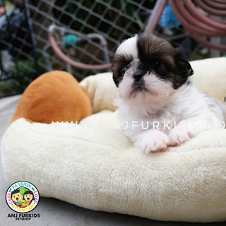 Quality Shih Tzu Pu1ps - Shih Tzu Dog