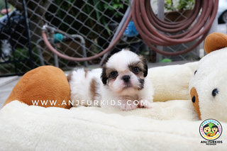 Quality Shih Tzu Pu1ps - Shih Tzu Dog