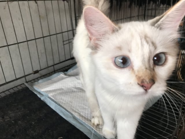 Beauty - Domestic Medium Hair Cat