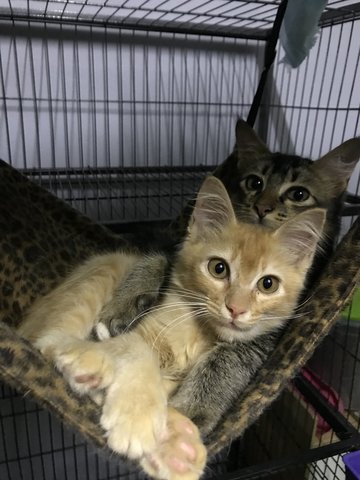 Tiger - Domestic Long Hair Cat