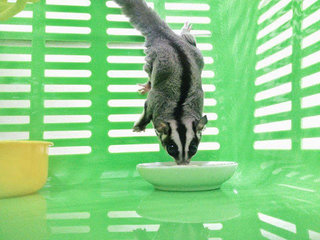 Gg - Sugar Glider Small & Furry