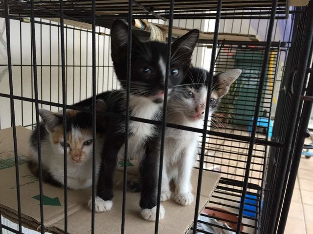 3 Kitties For Free Adoption - Domestic Short Hair Cat