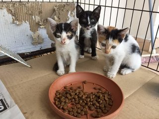 3 Kitties For Free Adoption - Domestic Short Hair Cat