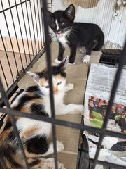 3 Kitties For Free Adoption - Domestic Short Hair Cat