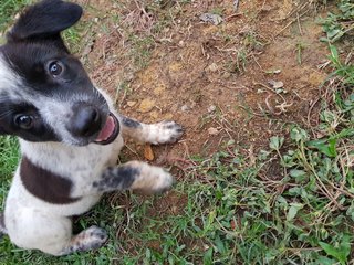 Boom Boom Jr - Mixed Breed Dog