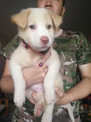 Male Puppies  - Mixed Breed Dog