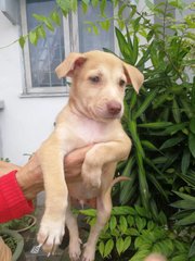 Male Puppies  - Mixed Breed Dog