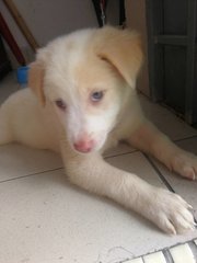 Male Puppies  - Mixed Breed Dog