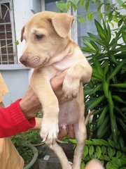 Male Puppies  - Mixed Breed Dog