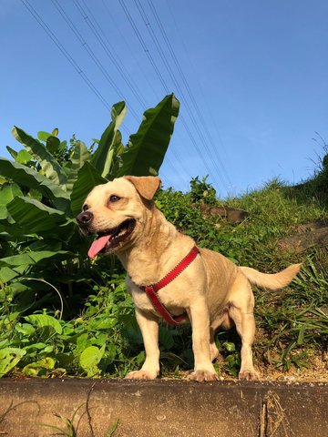 Pipi - Mixed Breed Dog