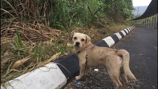 Pipi - Mixed Breed Dog