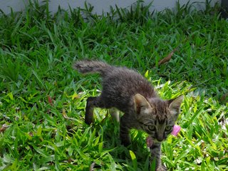 Fin Clawsby - Domestic Short Hair Cat