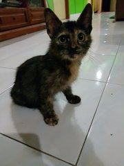 Choco - Domestic Short Hair Cat