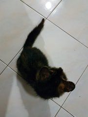 Choco - Domestic Short Hair Cat