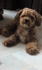 Bemu - Poodle + Shih Tzu Dog