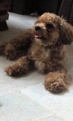 Bemu - Poodle + Shih Tzu Dog