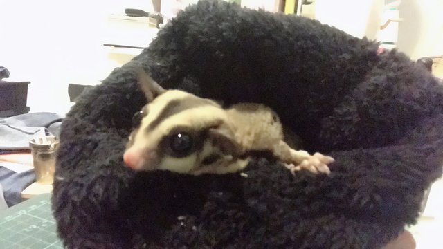 Laffy, Taffy &amp; Freddie - Sugar Glider Small & Furry