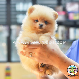 Quality Cream Fem1ale Pomeranian Puppies - Pomeranian Dog