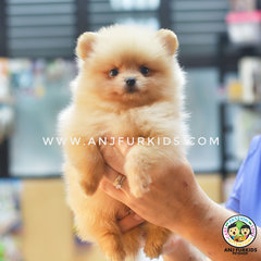 Quality Cream Fem1ale Pomeranian Puppies - Pomeranian Dog