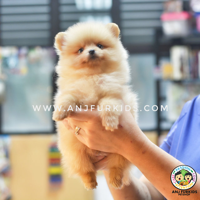 Quality Cream Fem1ale Pomeranian Puppies - Pomeranian Dog