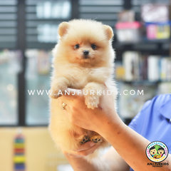 Quality Cream Fem1ale Pomeranian Puppies - Pomeranian Dog