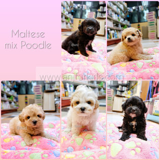 Quality Maltese Mix Poodle Puprpies - Maltese + Poodle Dog