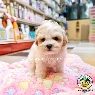 Quality Maltese Mix Poodle Puprpies - Maltese + Poodle Dog