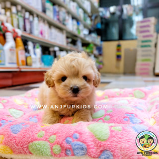 Quality Maltese Mix Poodle Puprpies - Maltese + Poodle Dog